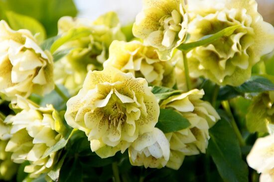 Helleborus orientalis Golden Discovery- sniegaroze